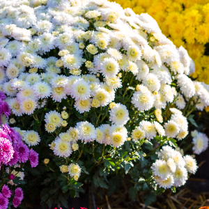 adobestock_124736728
